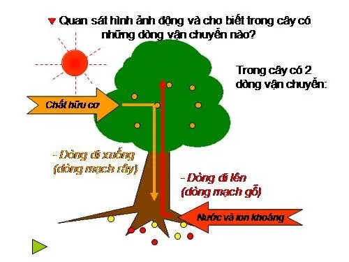 Kiến thức về sự trao đổi nước và khoáng chất ở thực vật 4