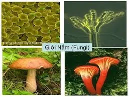 Giới thiệu chung về lịch sử thế giới sống trên trái đất 6