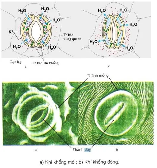 Kiến thức về sự trao đổi nước và khoáng chất ở thực vật 10