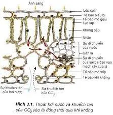 Kiến thức về sự trao đổi nước và khoáng chất ở thực vật 9