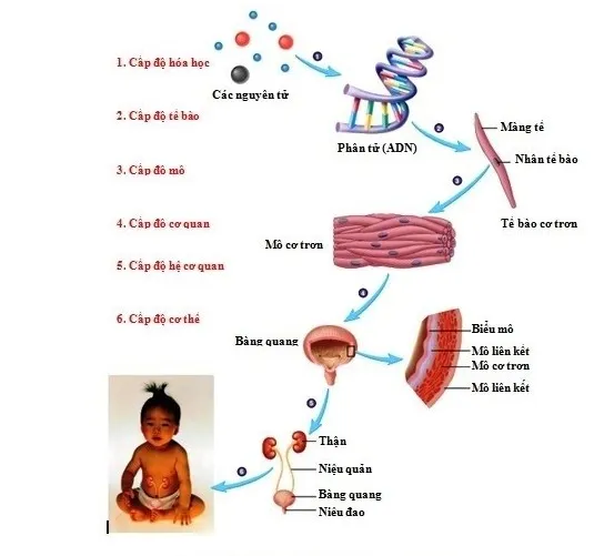 Giới thiệu chung về lịch sử thế giới sống trên trái đất 2
