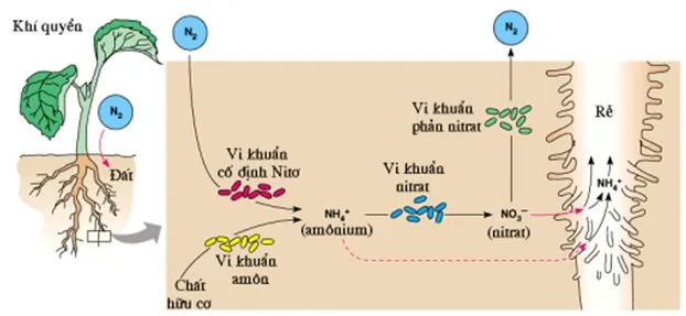 Quá trình dinh dưỡng chuyển hóa nitơ và nguyên tố khoáng ở thực vật 1