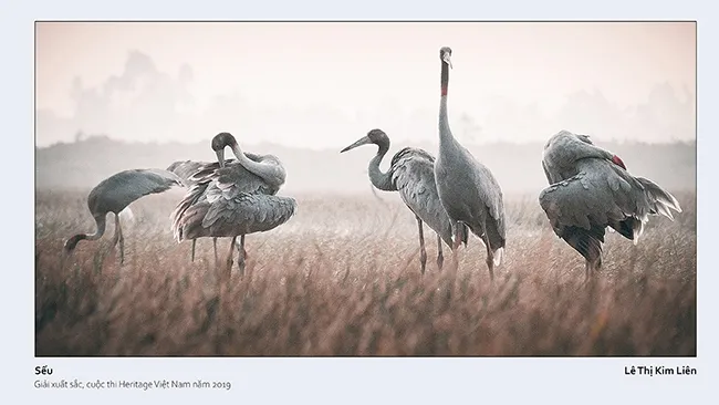 Một cánh chim Hải Âu đã lặng lẽ đi xa mãi mãi 2