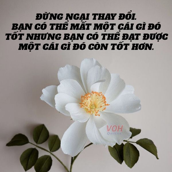cau-noi-day-cam-hung-voh-9