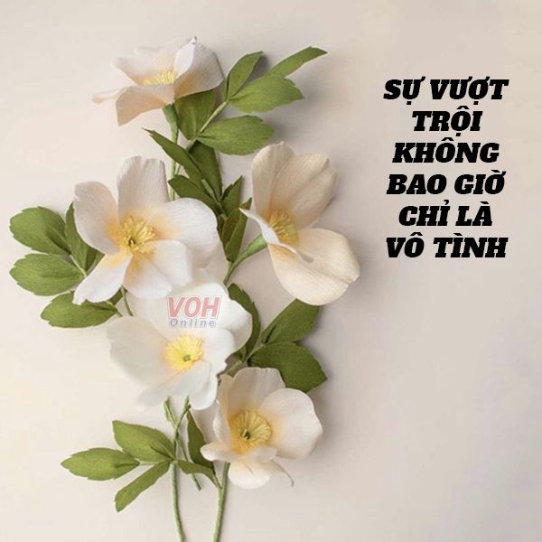 cau-noi-day-cam-hung-voh-7