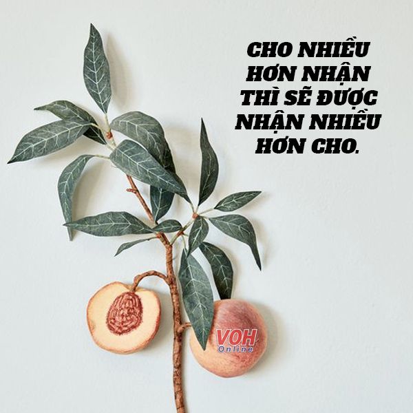 cau-noi-day-cam-hung-voh