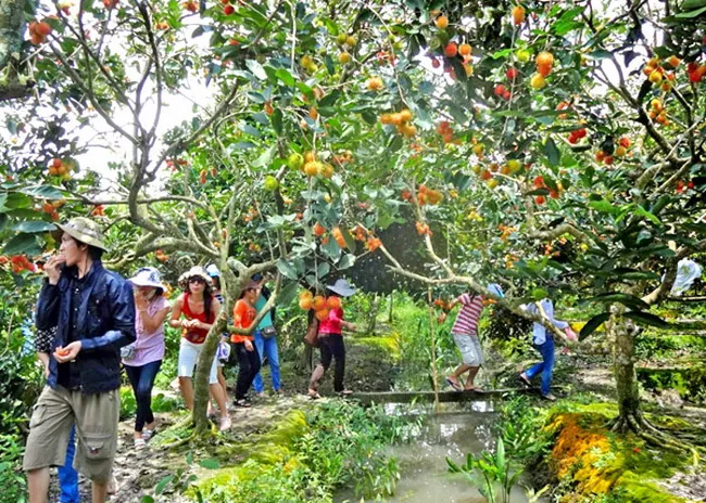 Vườn cây ăn trái Trung An: vượt khó khăn gầy dựng lại vườn 2