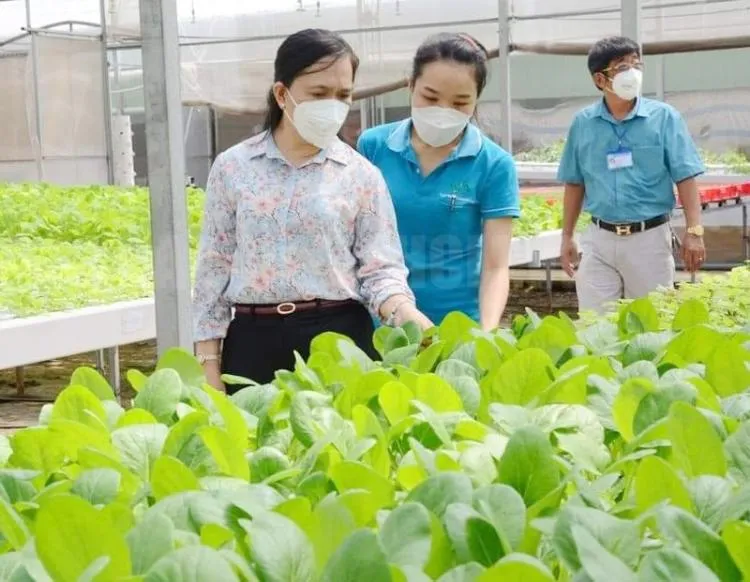 Chủ tịch Hội Nông dân Thành phố Nguyễn Thanh Xuân (đi đầu) khảo sát thực tế mô hình trồng rau thủy canh của HTX Tuấn Ngọc.