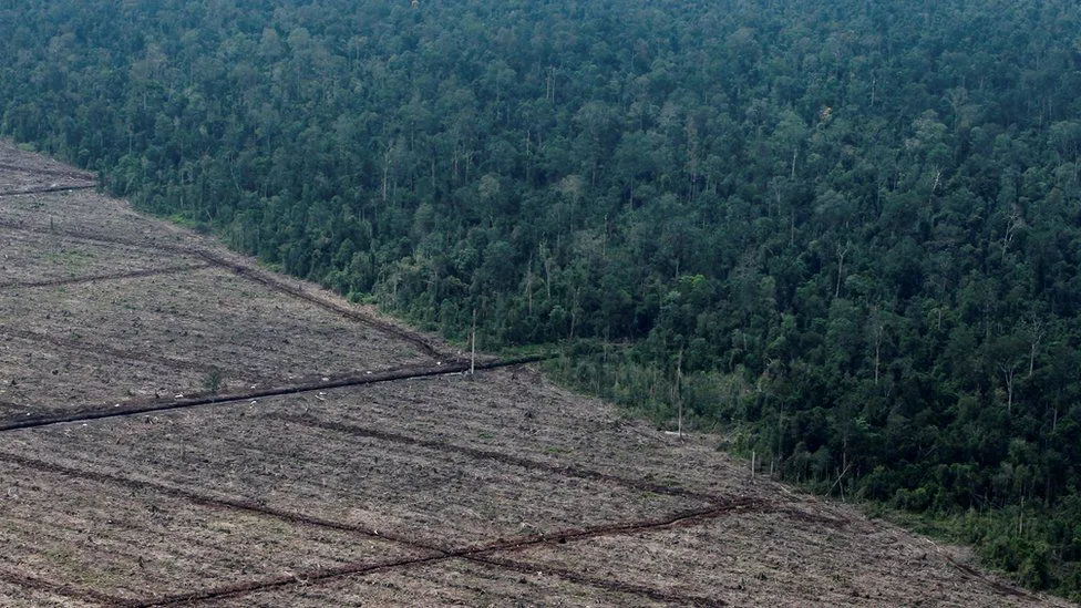 COP26: Indonesia phản đối cam kết chấm dứt chặt phá rừng vào năm 2030
