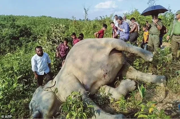 Bangladesh : Lo ngại voi bị tuyệt chủng khi bị giết hại liên tục 1
