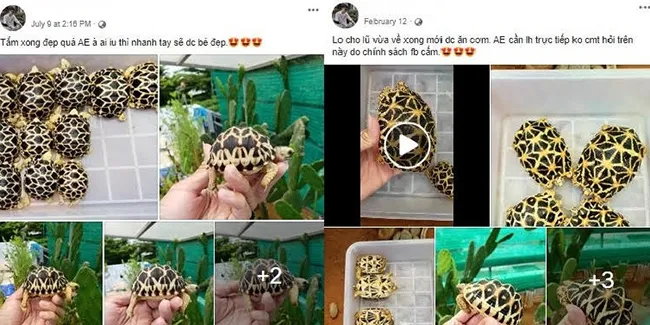 Đối tượng thường xuyên đăng tải hình ảnh, video rao bán rùa trên Facebook