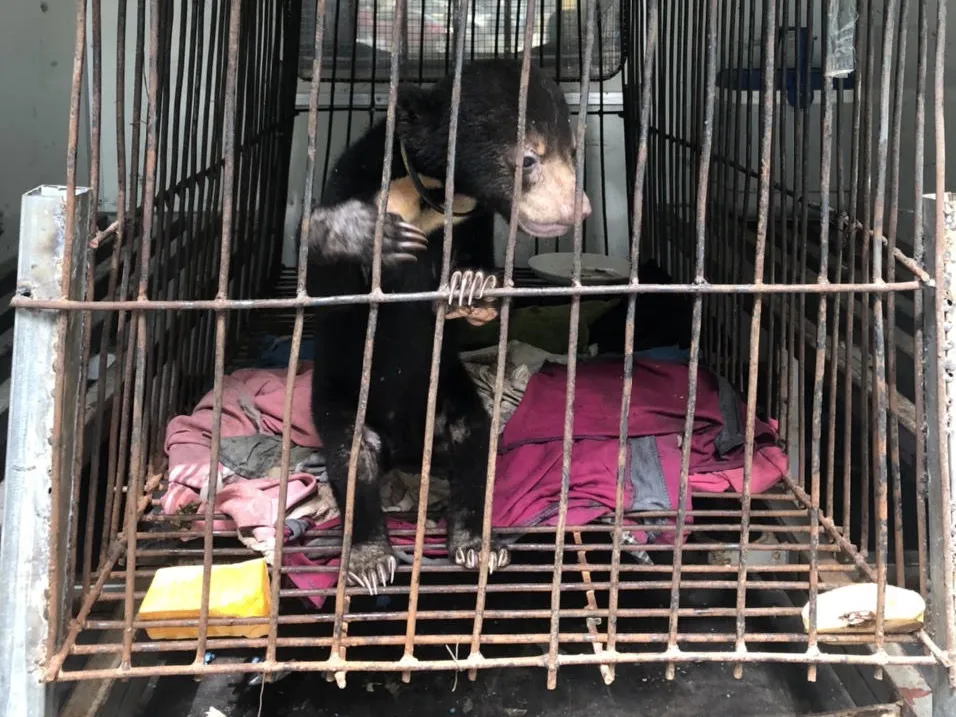 Con gấu đã được chuyển tới Trung tâm Cứu hộ, Bảo tồn và Phát triển sinh vật Hoàng Liên 