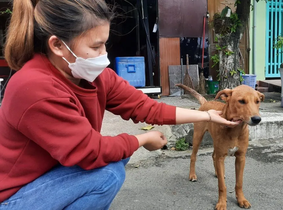 Hội An - thành phố đầu tiên Việt Nam nói không với việc sử dụng thịt chó, mèo