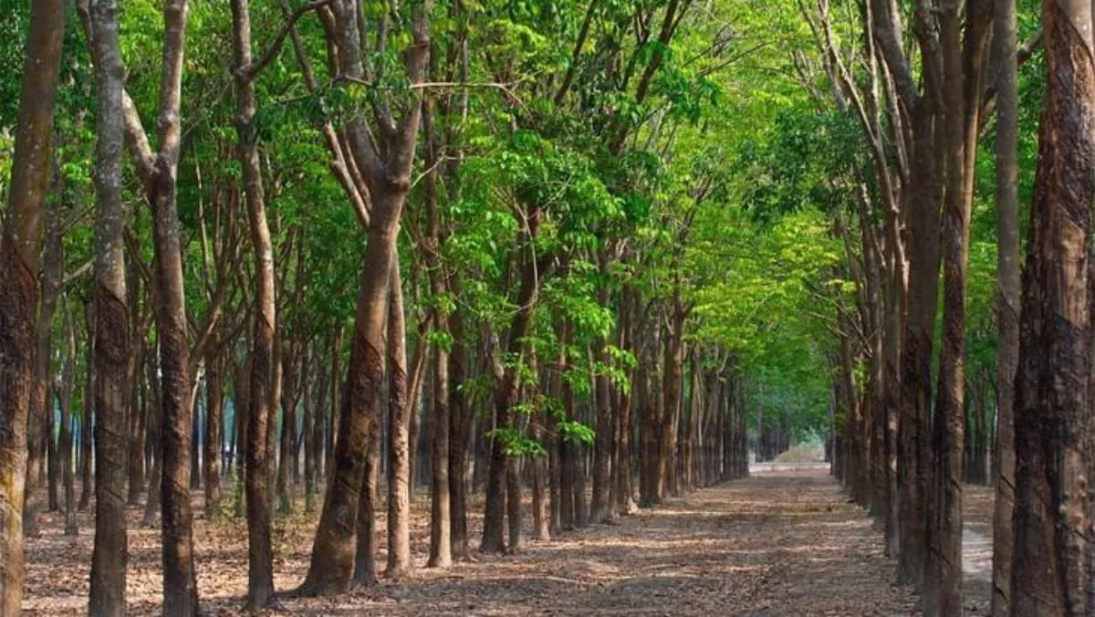 Giá cao su hôm nay 16/12/2021: Ổn định toàn sàn 3