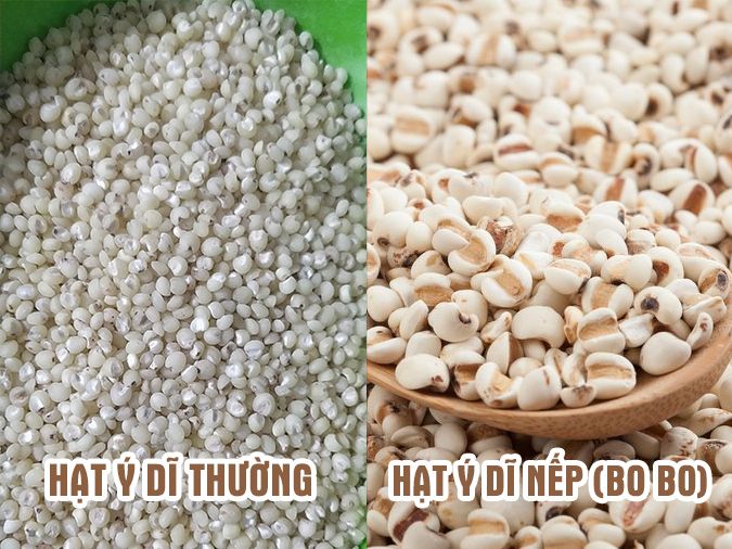 HẠT Ý DĨ CÓ NHIỀU LOẠI VÀ CẦN BIẾT CÁCH PHÂN BIỆT HÀNG THẬT GIẢ KHI MUA