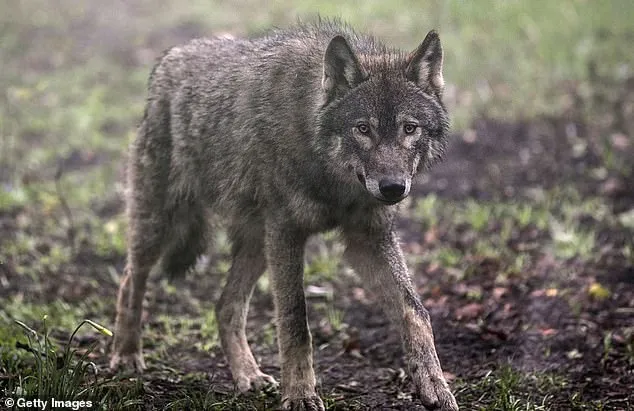 9 con sói xổng chuồng giữa giờ tham quan, sở thú Pháp phải sơ tán khẩn