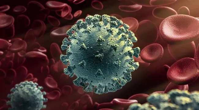 Virus SARS-CoV-2 có thể lây lan từ đường hô hấp đến khắp cơ thể và tồn tại trong vài tháng 1