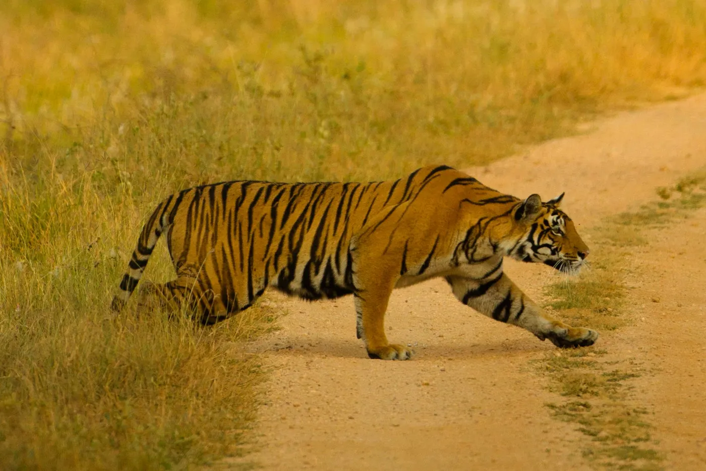 Vườn quốc gia Bandhavgarh, hổ Bengal