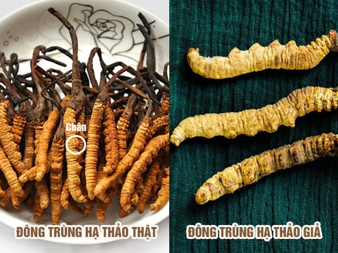 dong-trung-ha-thao-co-tac-dung-gi-voi-dong-y-va-tay-y-voh-3