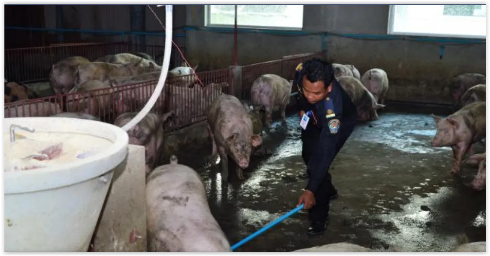 Bệnh dịch tả lợn Châu Phi vừa được phát hiện trên đàn lợn Thái Lan - Các sĩ thú y kiểm tra tại một trang trại lợn.