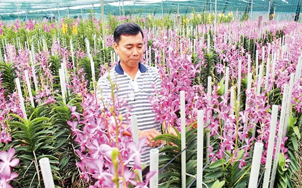 nong-dan-phan-khoi-chuan-bi-nhieu-phuong-an-san-xuat-sau-tet-voh.com.vn-anh1