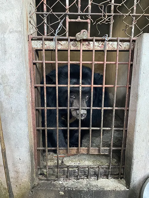 1 trong số 9 cá thể gấu trước khi được cứu hộ tại tỉnh Bình Dương trong hai ngày 10 và 11.02.2022