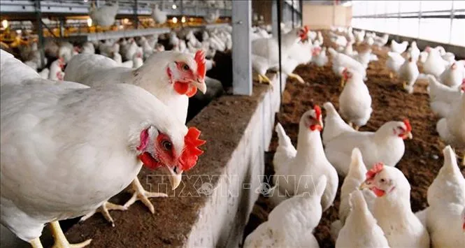 Hà Lan tiêu hủy hàng chục ngàn con gà nghi nhiễm cúm gia cầm