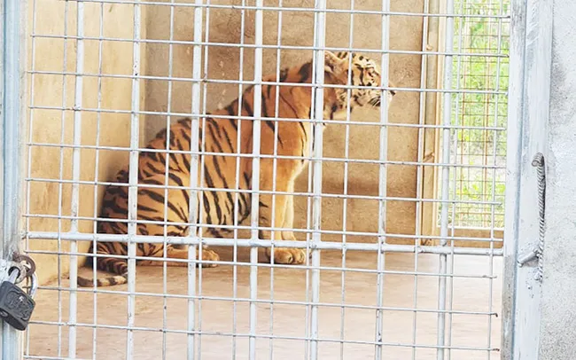Vụ nuôi 14 con hổ trong hầm tại Nghệ an: 7 năm tù cho bị cáo 3