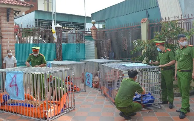 Vụ nuôi 14 con hổ trong hầm tại Nghệ an: 7 năm tù cho bị cáo 1