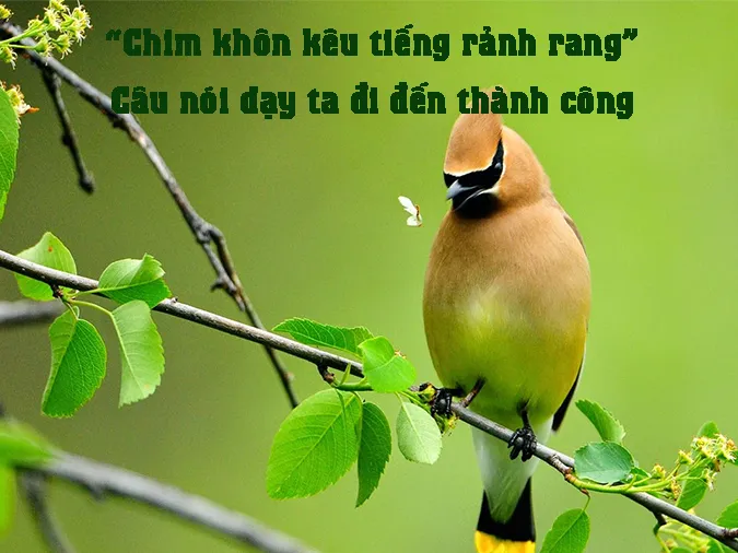 chim-khon-keu-tieng-ranh-rang-voh-2