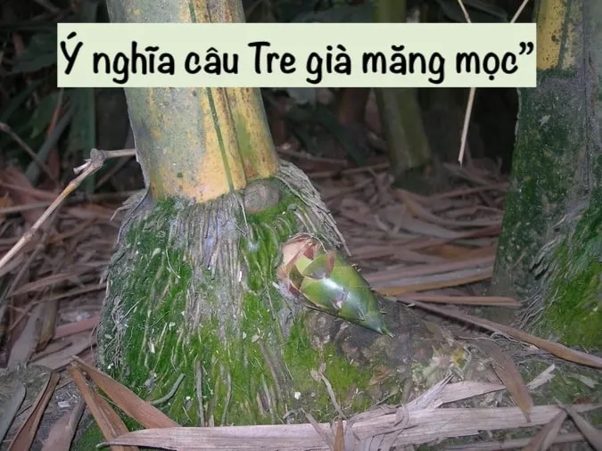 Tìm hiểu ý nghĩa câu thành ngữ ‘Tre già măng mọc’ 2