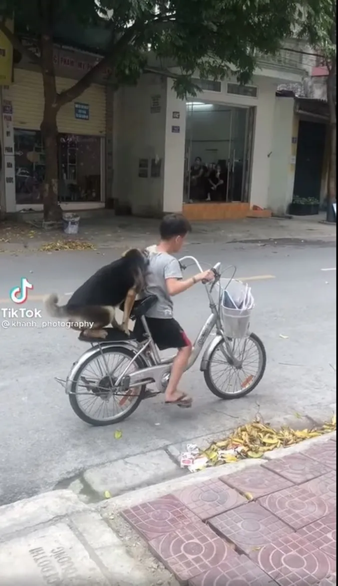 Cậu bé cõng chú chó nhỏ trên vai rồi đạp xe dạo phố, tình bạn bình dị, ấm áp là đây! 1