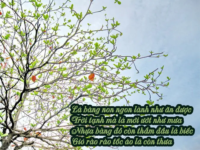 tho-xuan-dieu-voh-2