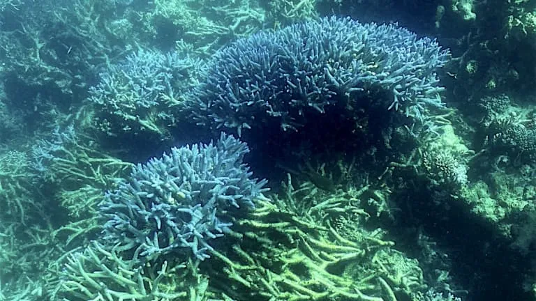 Rạn san hô lớn nhất thế giới Great Barrier của Úc bị 