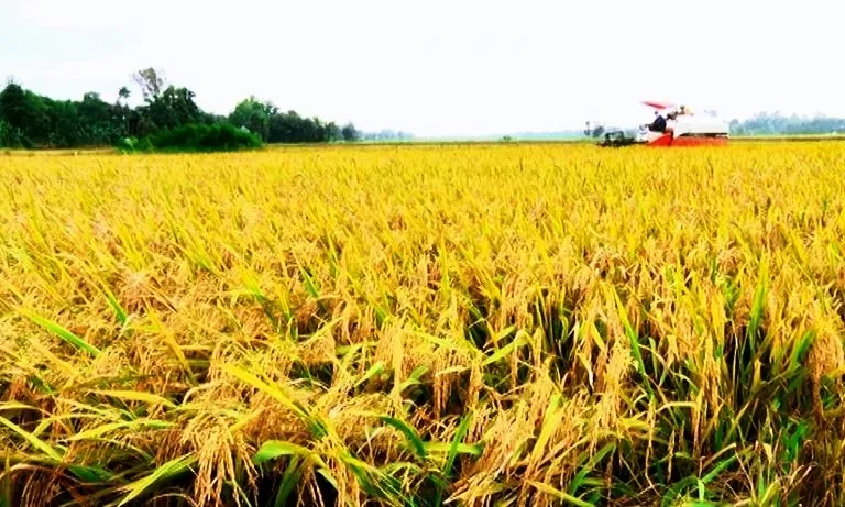 Giá gạo xuất khẩu Việt Nam tăng thêm 5 USD/tấn