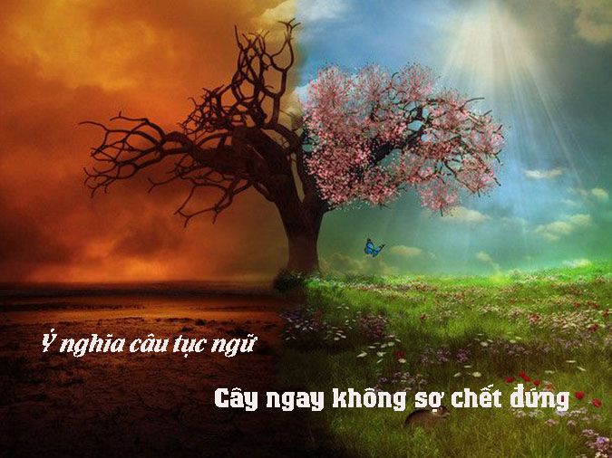 Giải Thích Câu Cây Ngay Không Sợ Chết Đứng - Ý Nghĩa Và Bài Học Sâu Sắc