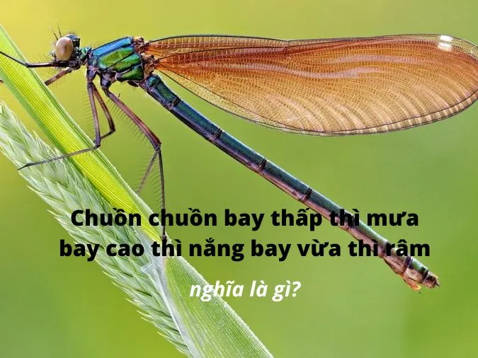 (Xong) Giải thích câu tục ngữ 'Chuồn chuồn bay thấp thì mưa bay cao thì nắng bay vừa thì râm' 1