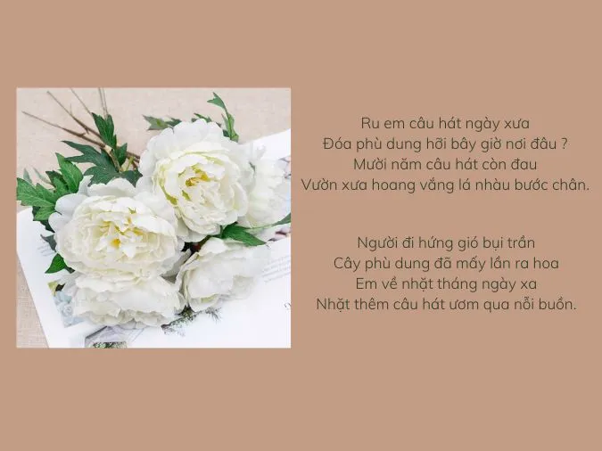 Top 15+ bài thơ về hoa phù dung hay và ý nghĩa nhất 4