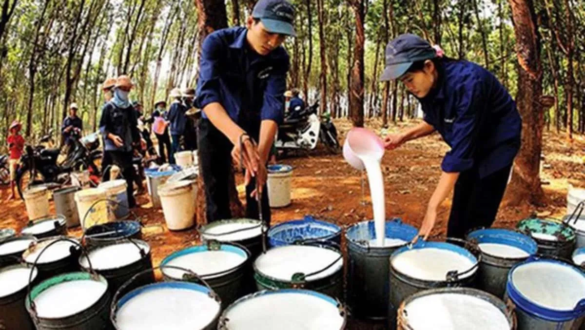 Giá cao su hôm nay 8/7/2022: Đồng loạt tăng mạnh tại châu Á 