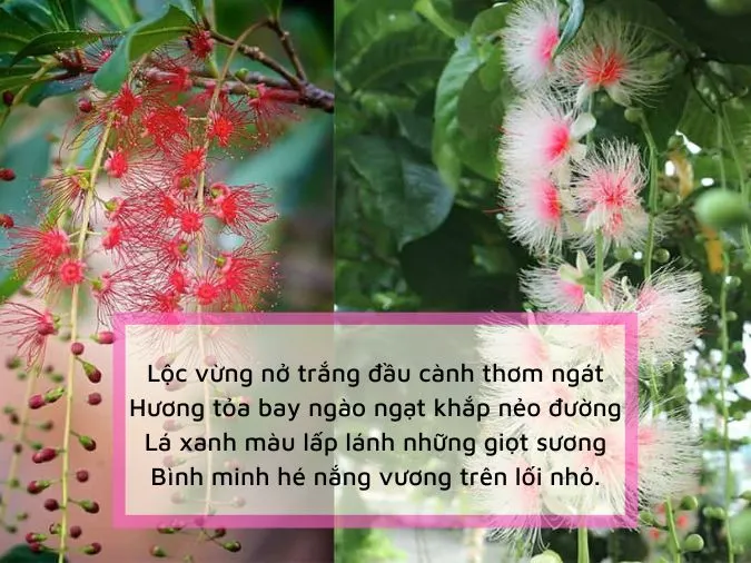 20 bài thơ về hoa lộc vừng chạm vào cảm xúc, đi vào lòng người 5