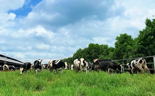 Hệ thống trang trại sinh thái Vinamilk Green Farm đón thêm 1.550 bò sữa nhập từ mỹ 5