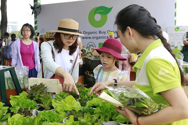 Mô hình trồng rau  sạch được giới thiệu tại Ngày hội năm 2019  