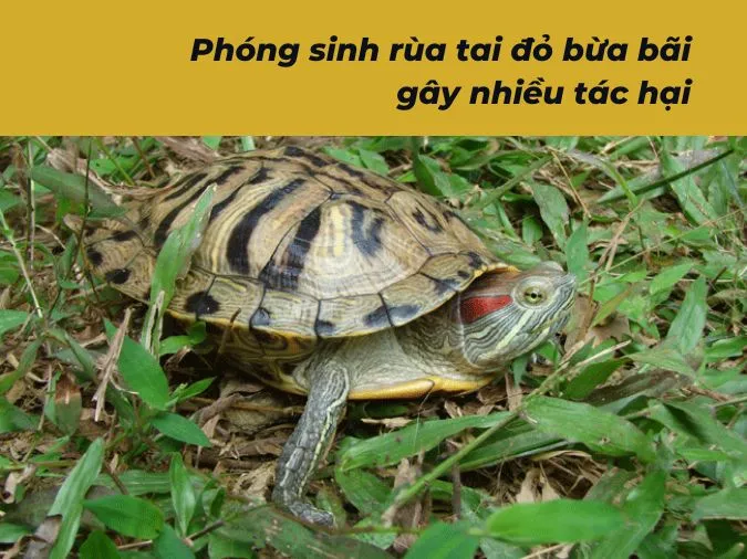 (xong)Phong sinh là gì? Phóng sinh như thế nào cho đúng? 3