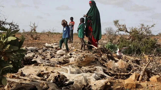 Liên Hợp Quốc cảnh báo Somalia đang trên bờ vực của nạn đói 1