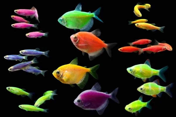 cá huỳnh quang biến đổi gen 