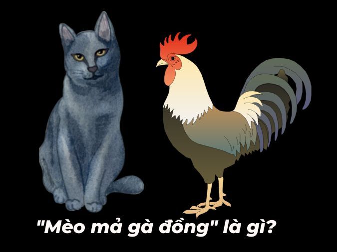 Mèo Mả Gà Đồng Nghĩa Là Gì? Khám Phá Ý Nghĩa Và Nguồn Gốc Thành Ngữ