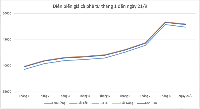 Giá cà phê hôm nay 21/9/2022: Cà phê Robusta bật tăng mạnh