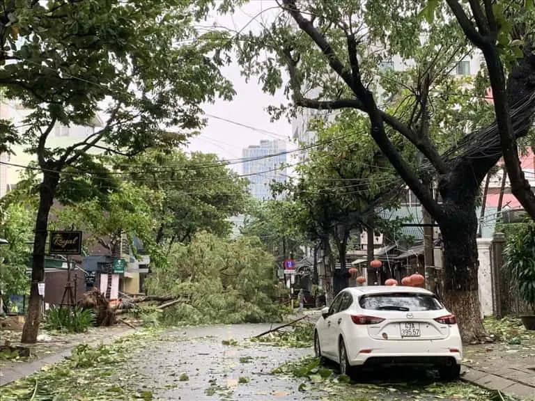 Cây cối đổ rạp trên đường phố Đà Nẵng