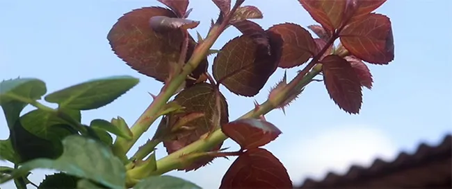 Câu chuyện vườn hoa hồng và cách nhìn xã hội 3