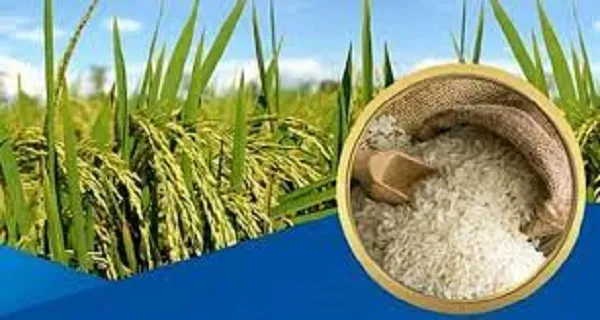 Giá lúa gạo hôm nay 24/10/2022
